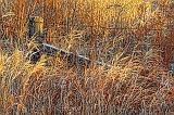 Overgrown Fence_02532